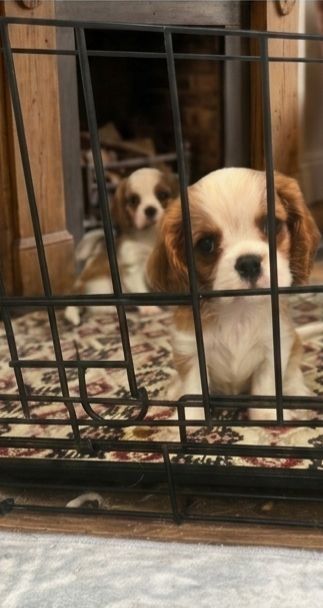 Кавалер кинг чарльз спаниель мальчики