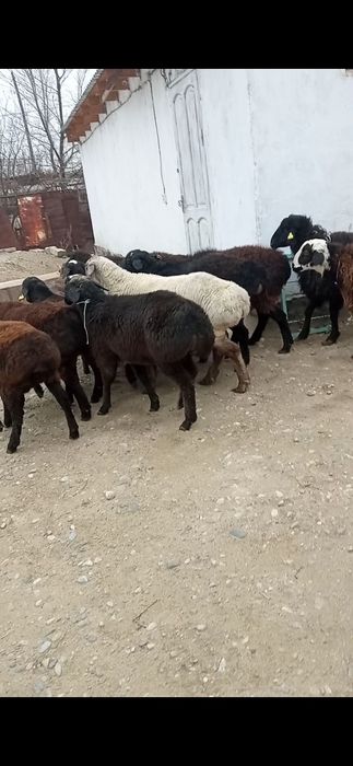Семіз қойлар,тұқымдысы да бар