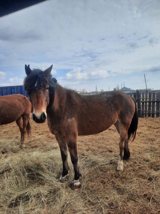 2 кобылки. 5-6 лет
