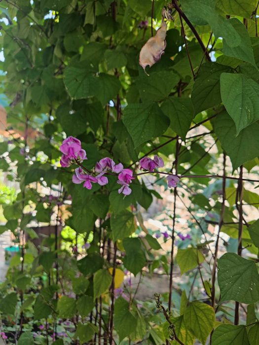 Продаются семена долихоса,