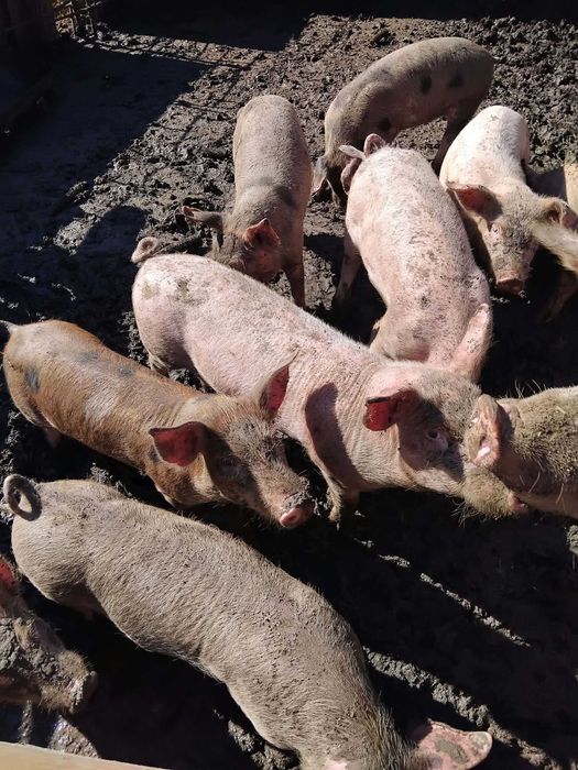 Продавам малки прасенца