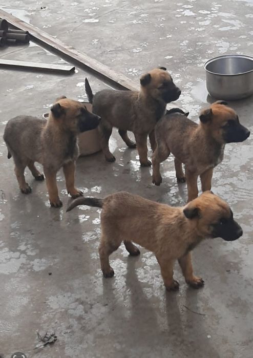 Подарявам белгийски овчарки