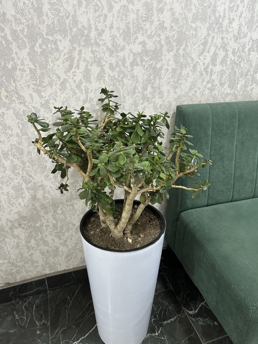 Цветы,Gullar pod ofis