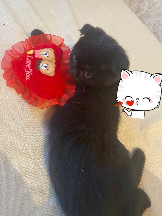 Котенок британец