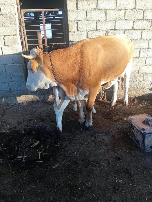 Vând vaca cu vițea foarte bună de lapte și bine întreținută mai multe detalii la numărul de telefon 0784685314