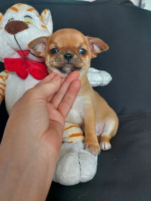 Продаю щенков чихуахуа