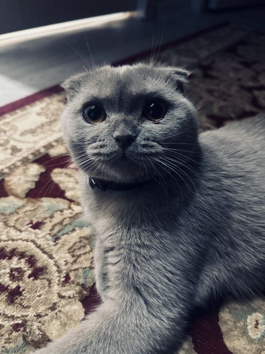 кошка породистая