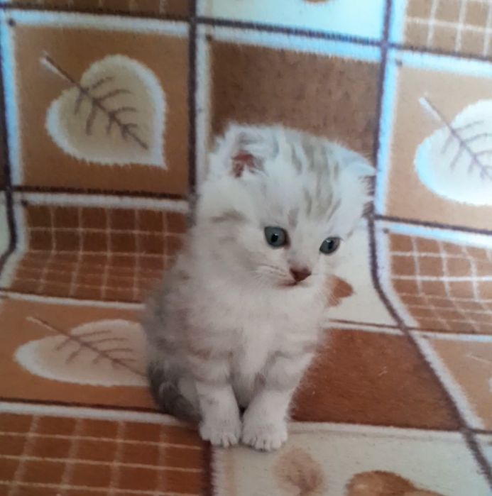 Шотландцы мраморного окраса.