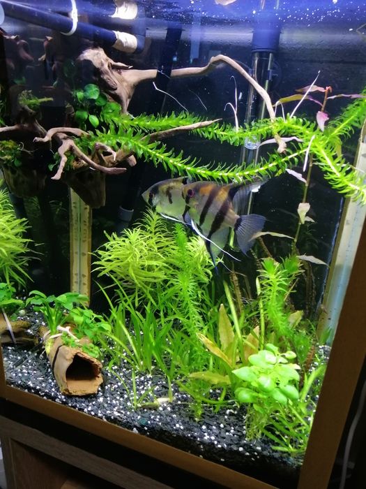 Am două acvarii de vînzare