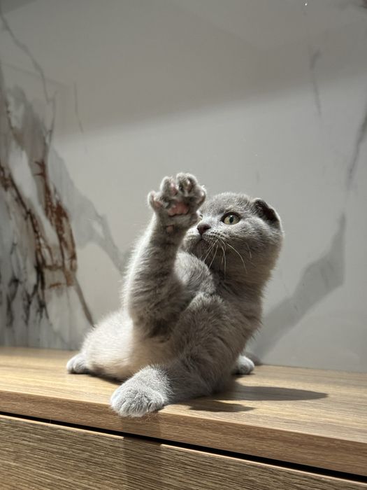 Скоттиш фолд котята