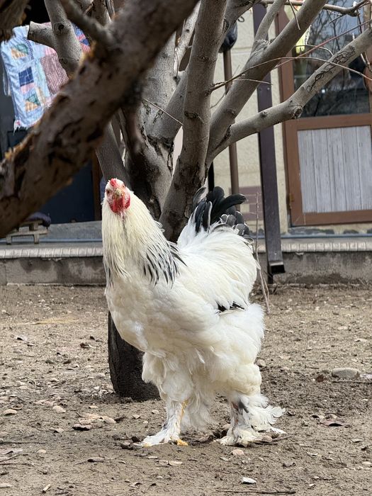 Брама мраморная Брама светлая