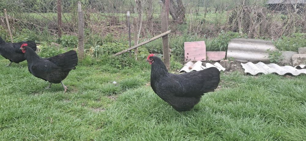 Oua  găini Australorp