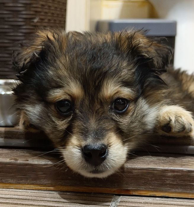 Щенок девочка (метис)