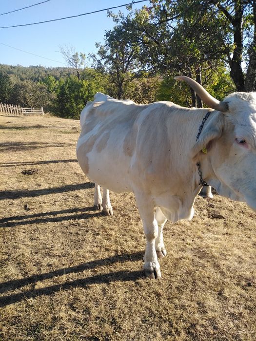 Vaca cu vitel de vanzare