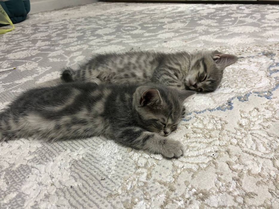 Породистые  Скоттиш страйт