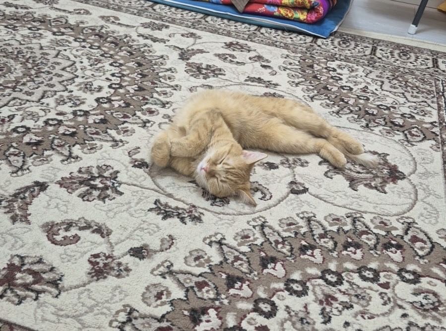 Отдам в хорошие руки