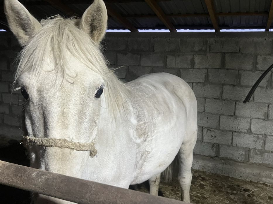 Согым 1.5 жастан 8 жасқа дейін