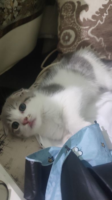 Котенок, 2 месяца, девочка