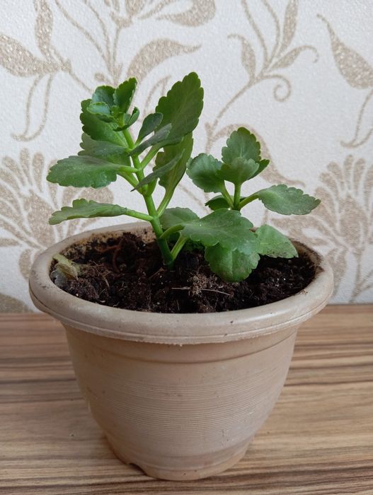 Каланхоэ комнатные цветы