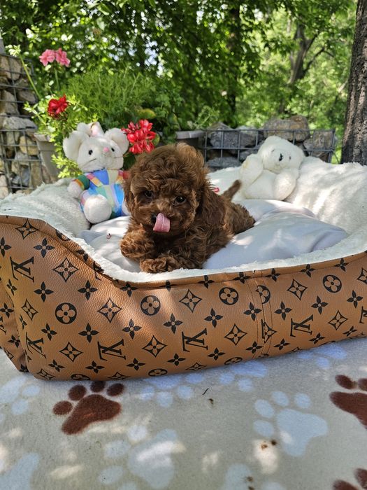 Пудел ред априкот [red apricot poodle] БАБХ лицензиран развъдник