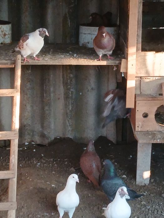 Vând iepuri si porumbei