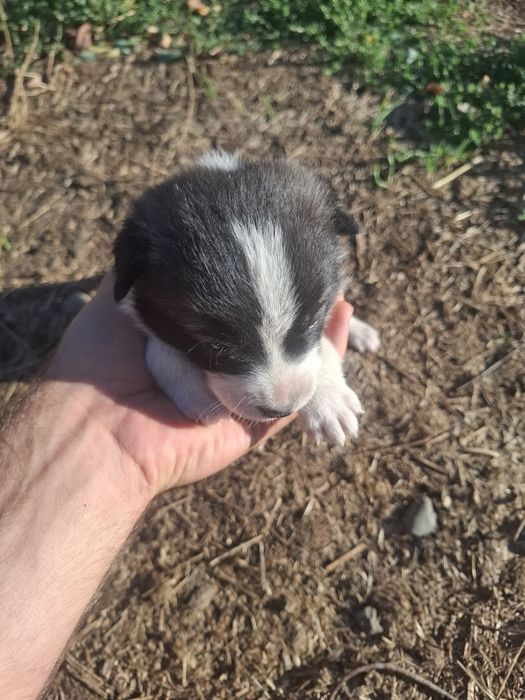 Căței spre adopție