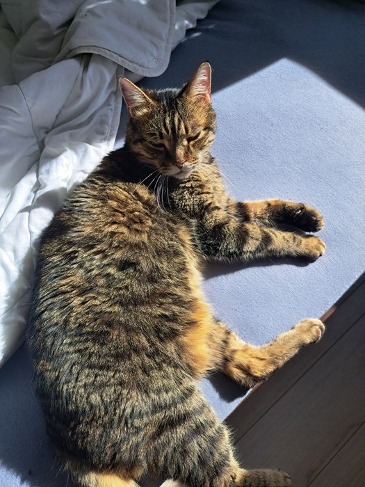 Търся нов собственик за Лъки