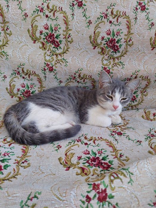 Кошечка 7 месяцев