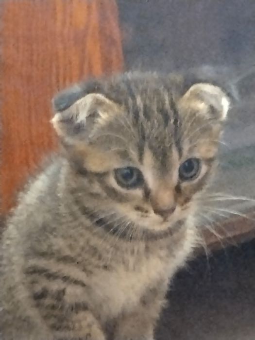 Бесплатно котята