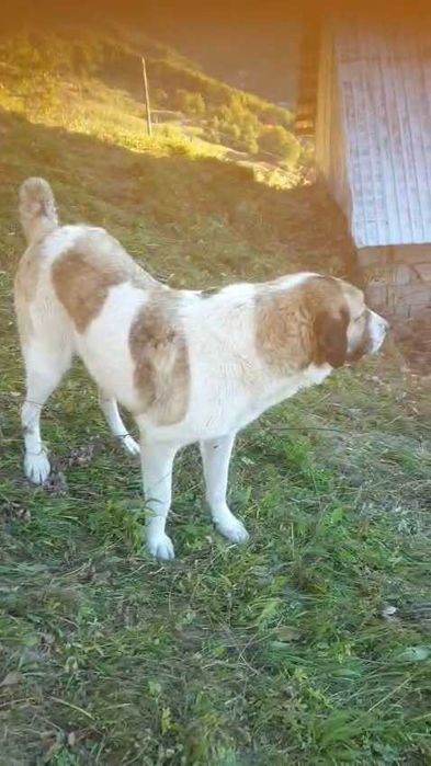 Câine ciobănesc