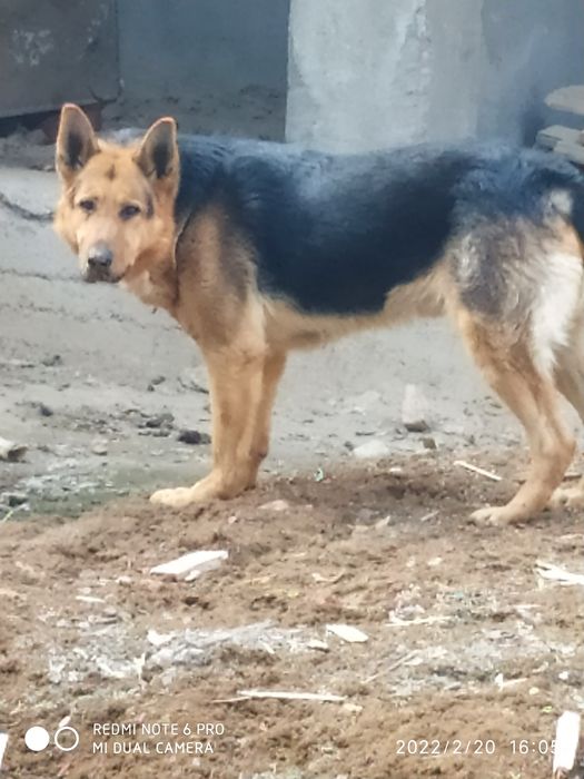 Кобель:Нужна невестка для вязки.Эркак овчарка ку́шиш учун киз ит овчар