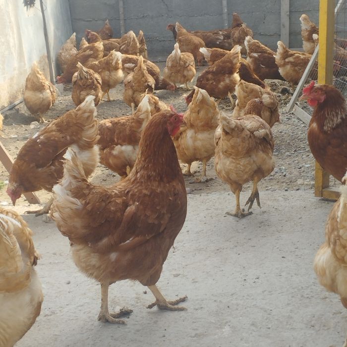 Продам куры домашние