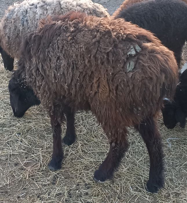 Кошкар   сатамын