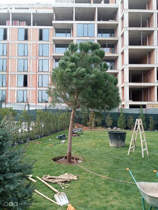 Поддръжка на зелени площи