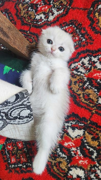 Продаётся шотландский фолд котёнок.