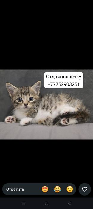 Котенок девочка отдам.