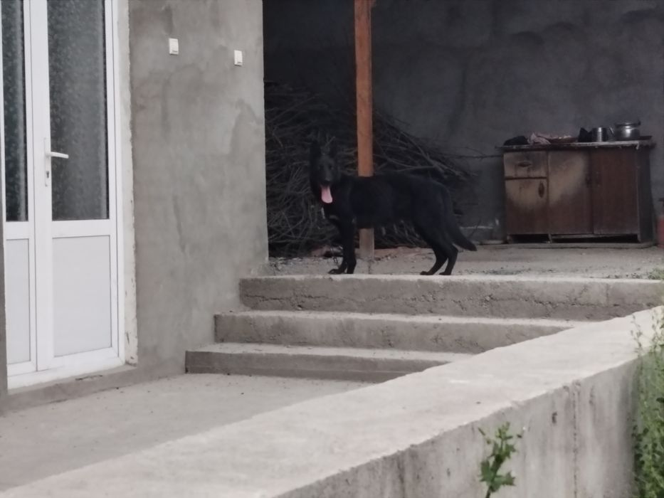 Toza nemis afcharkasi (Kamyob qora rangidan)