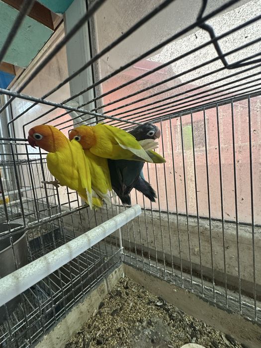 Agapornies culori variate