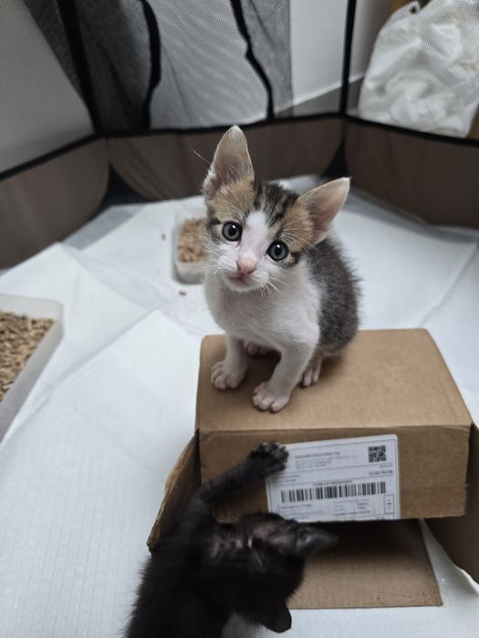Adoptie motanel 6 saptamani
