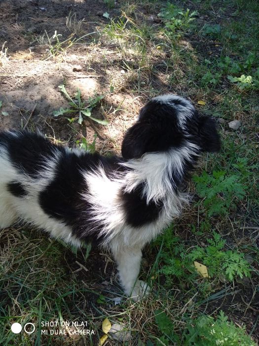 Отдам щенка в ответственные руки