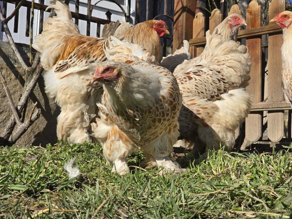 Продавам разплодни яйца от Бяло златна Брама [White gold Brahma]