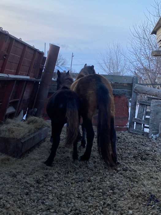 Продается кобыла с жеребенком