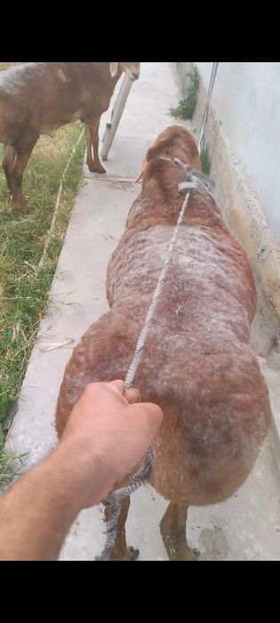 Кучкор арашан сотилади