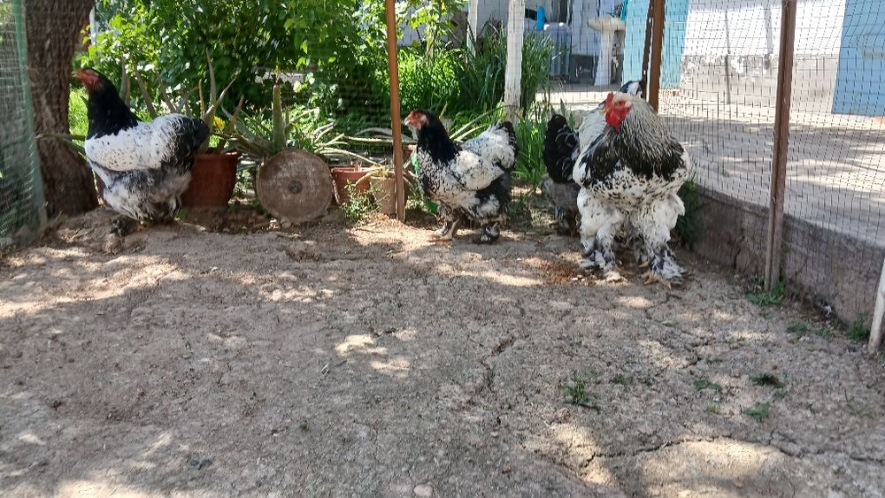 Tuxumlariga zakas olamiz