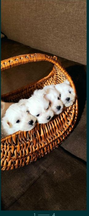 Мини Малтийска Болонка