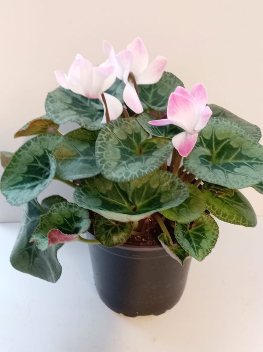 Цикламен персидский цветущий