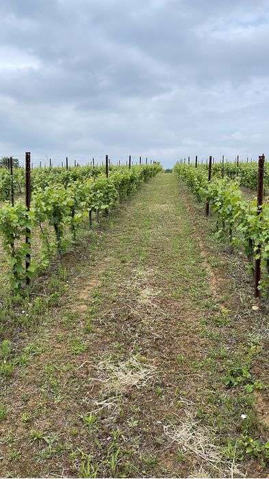 Vand struguri de vin