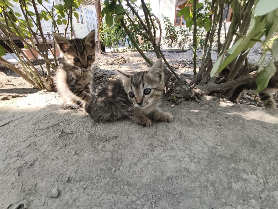 Mushuk bervoriladi tekinga