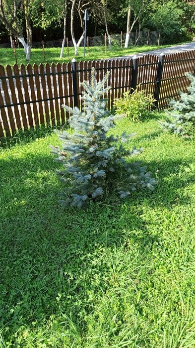 Vând brazi argintii