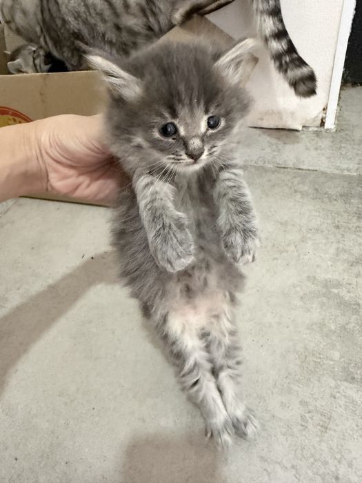 Отдам котят в добрые руки